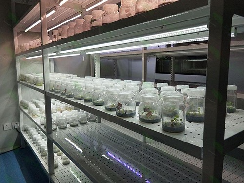 泰州植物组织培养实验室设计建设方案